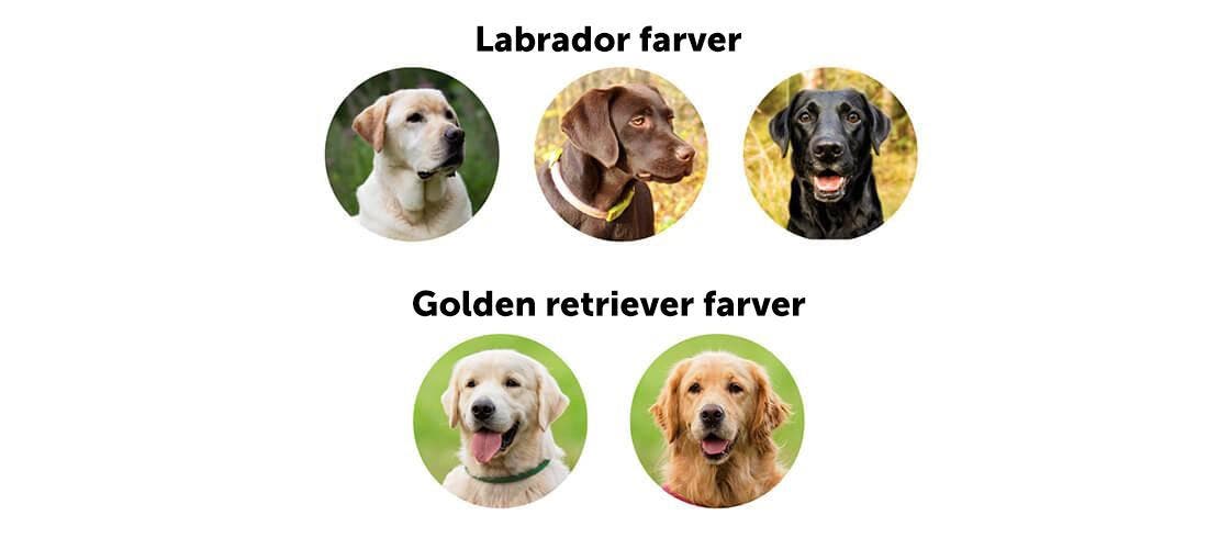 Labradorer kan ha tre olika färger medan golden retrievers kan ha två.