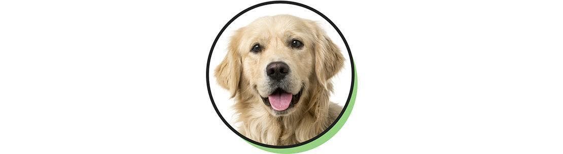 Un golden retriever