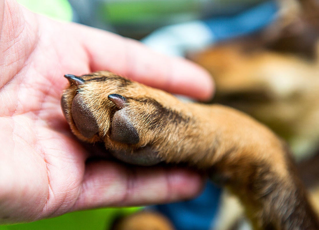 por qué las uñas de mi perro se vuelven negras