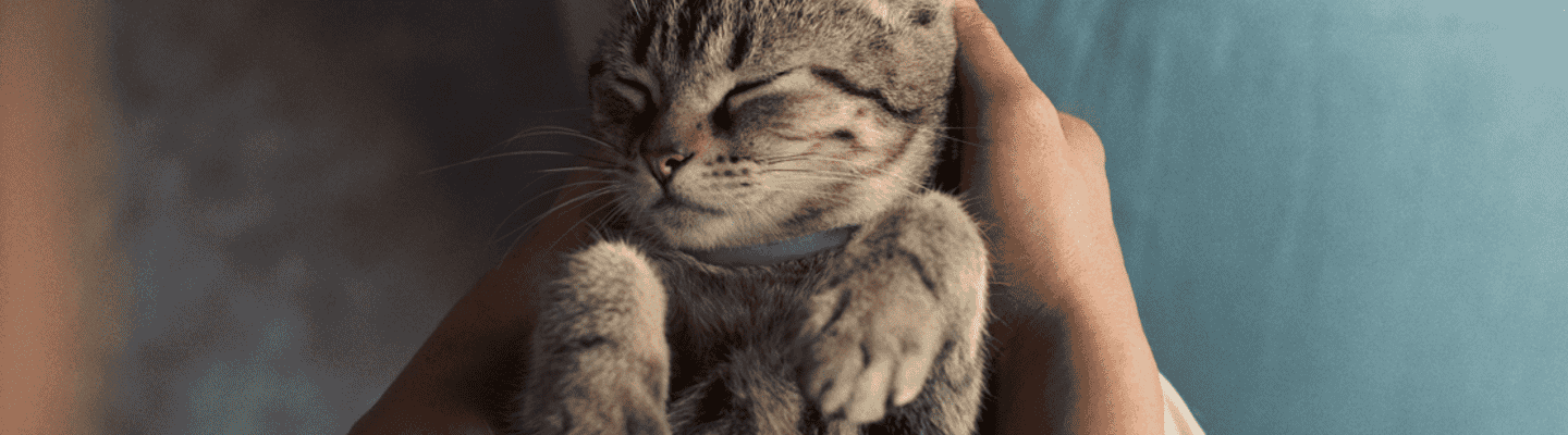 Gato pequeño con el collar Seresto para pulgas y garrapatas