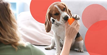 An owner giving her dog an orange treat toy for mental exercise.  