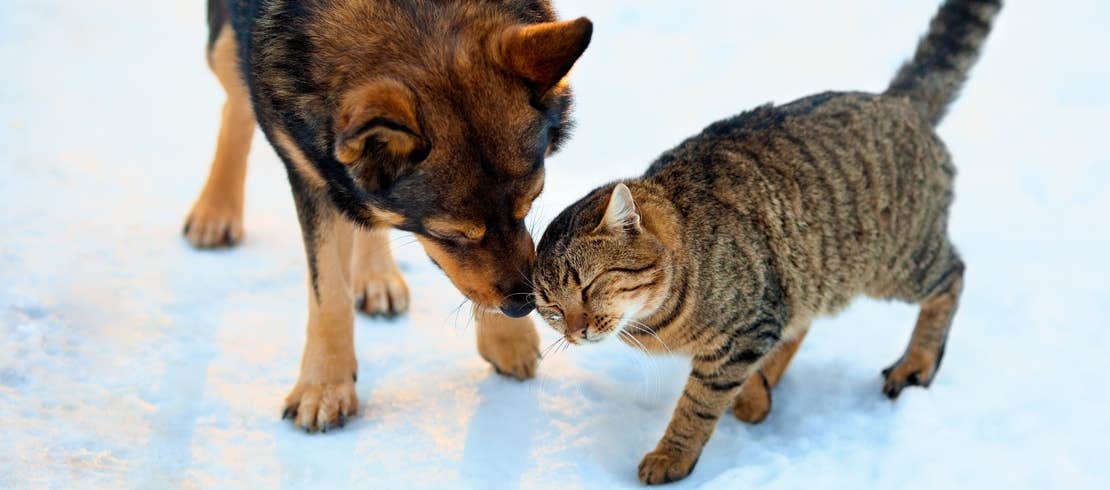 A tabby cat headbutting an Australian kelpie mix on a snowy ground.