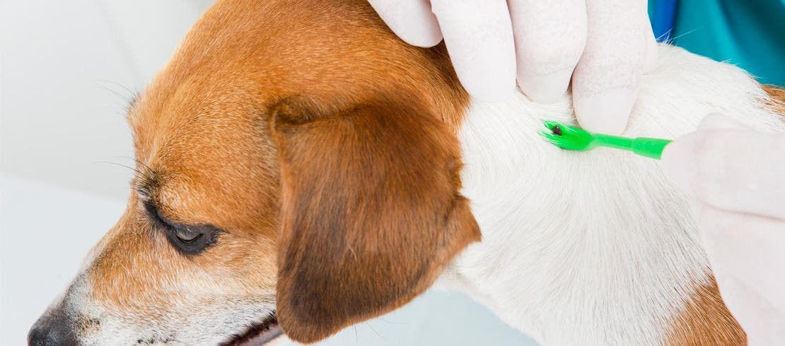 Dog having tick removed by person with gloves