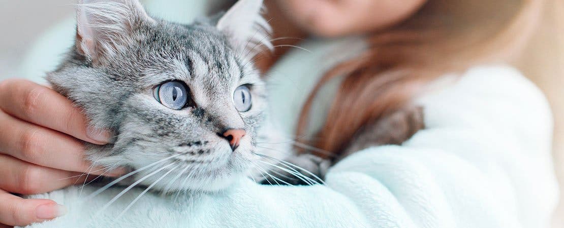 Pet owner checks for ticks on tabby cat