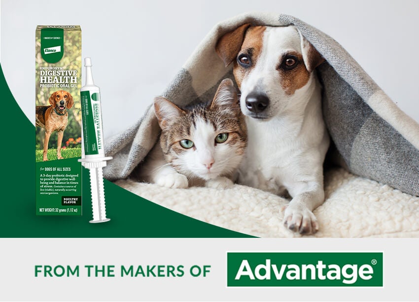 Canine and cat safe in blanket with Endurosyn oral gel for dogs and cats package overlay. 
