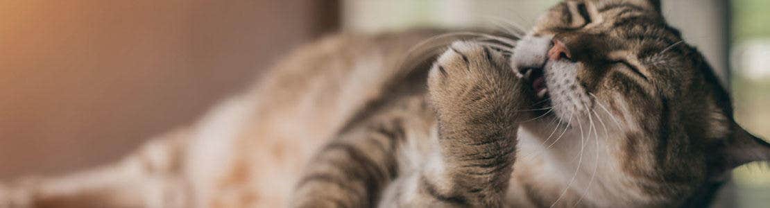 Kattens lungmask