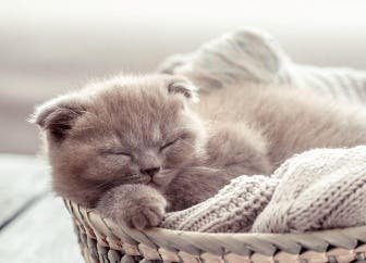 Kitten sleeping in laundry basket