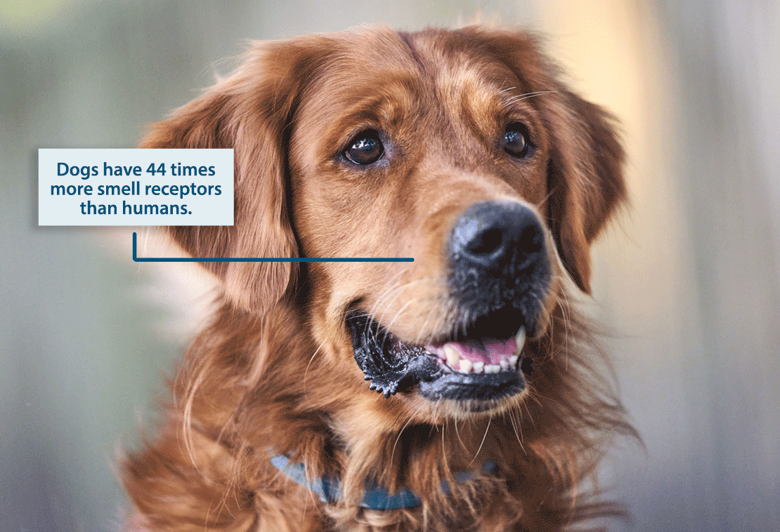 Dogs have 44 times more smell receptors than humans.