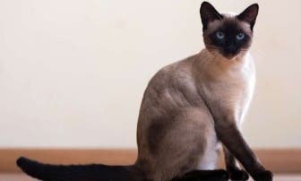 Siamese cat