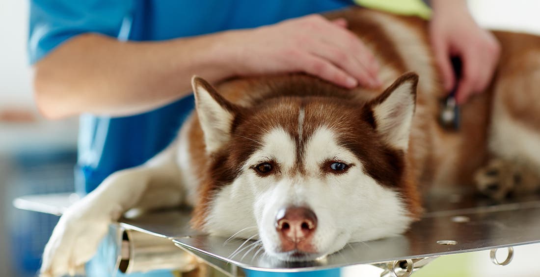 Husky dog getting checked by vet