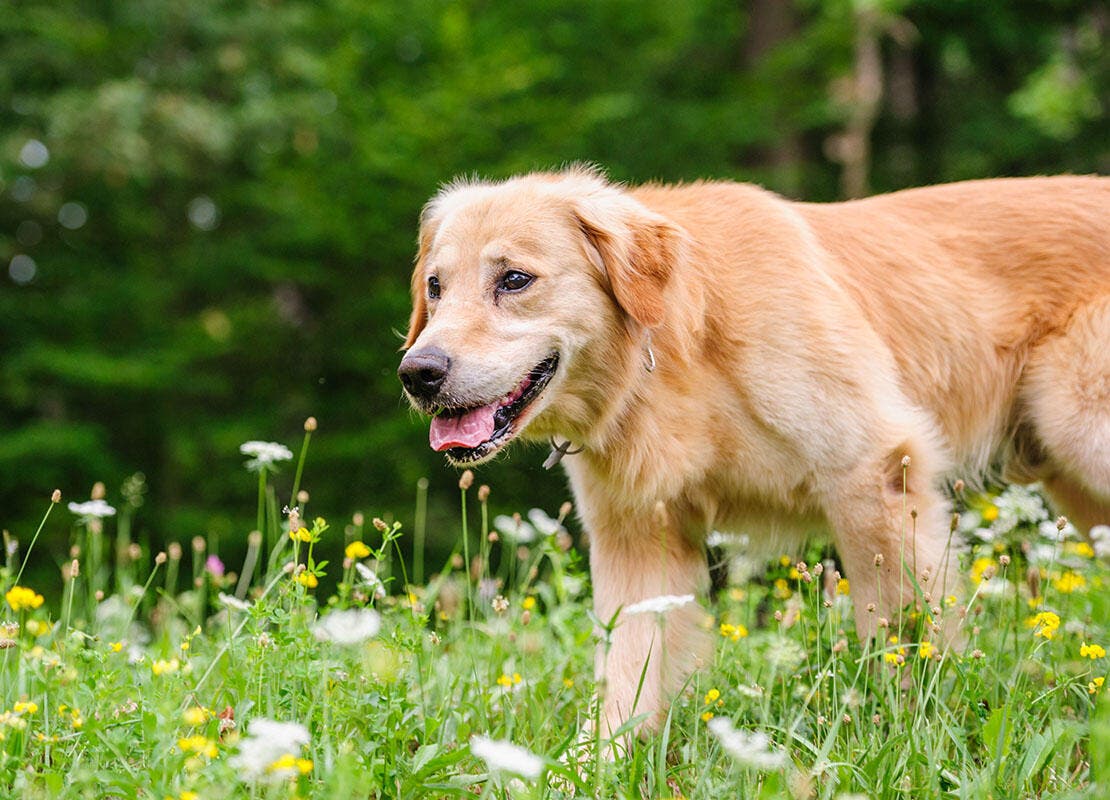 Happy and healthy dog protected from lungworm sitting in grass