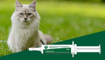Cat at the park with endurosyn oral gel overlay