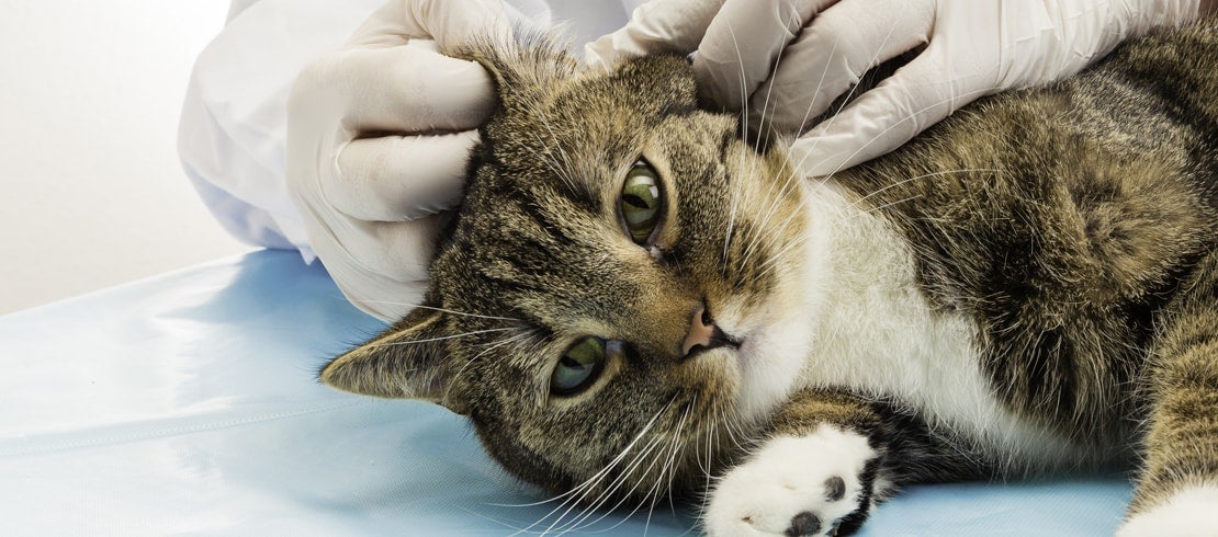 A cat getting mites removed from its ear.