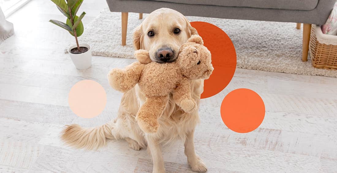 Yellow lab sitting on the floor with a stuffed bear in its mouth