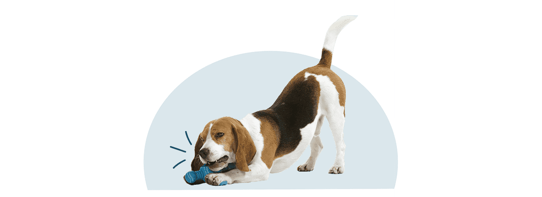 A beagle chewing on a toy.