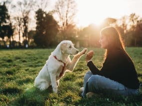 Dog with owner sitting on grass