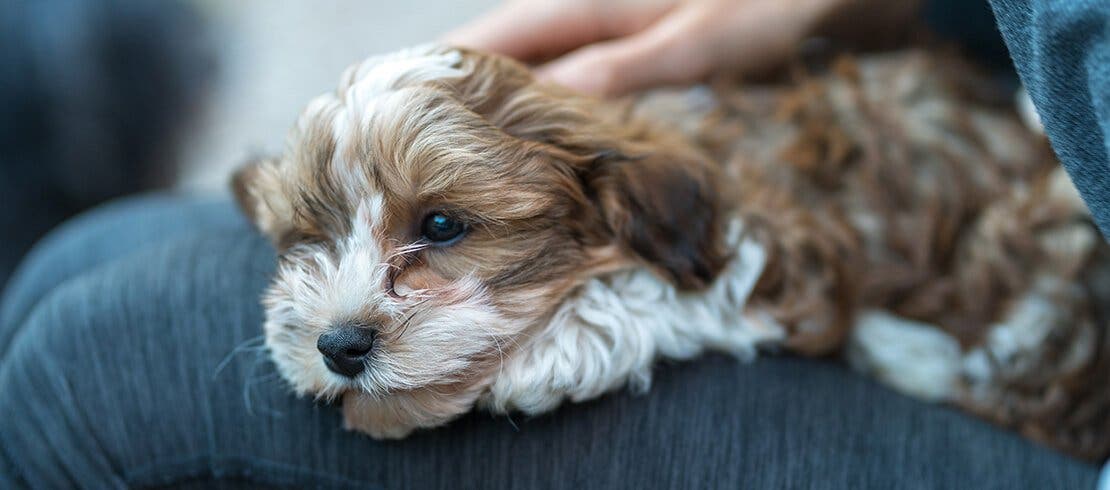 A Havanese dog resting in owner’s lap