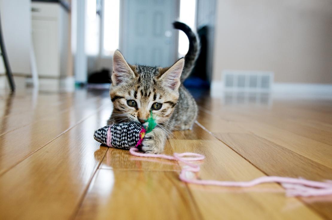 Filhote de gato brincando com brinquedo para gatos preso a uma linha