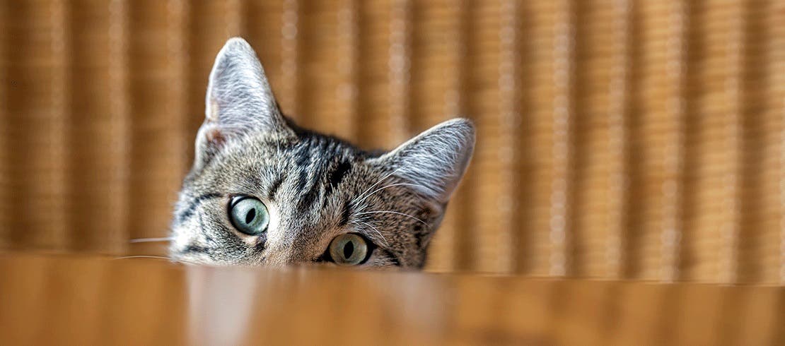 cat indoors looking concerned