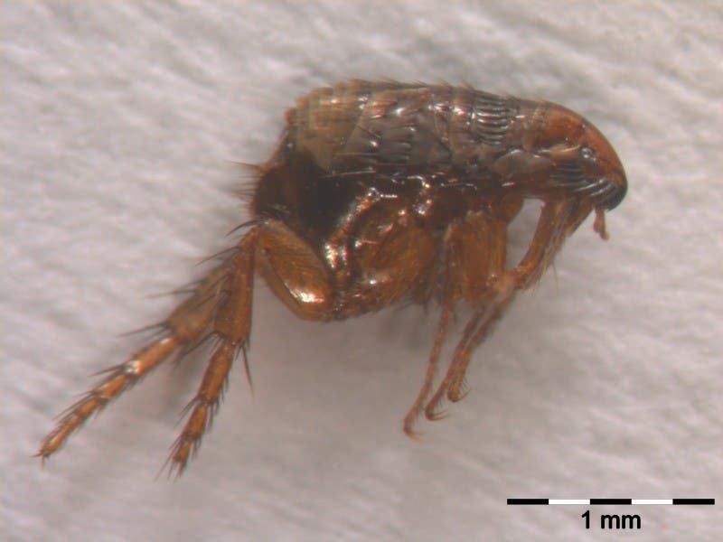 Cat flea (Ctenocephalides felis