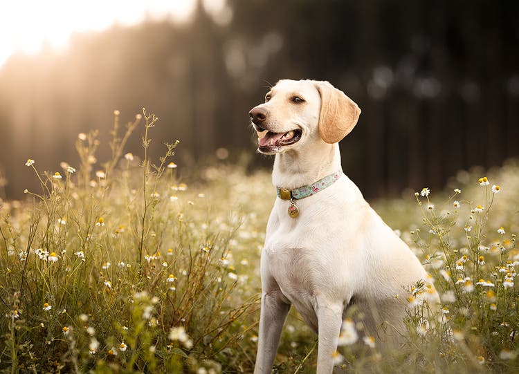 Chien dans les champs