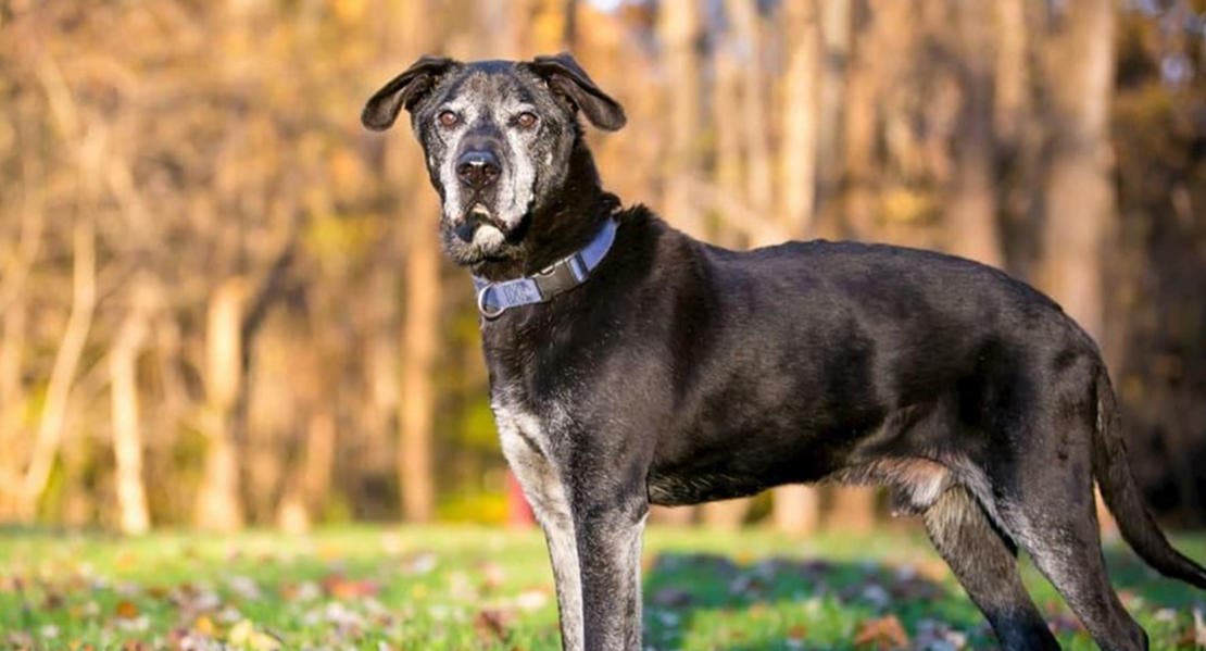 Stor ældre sort hund står foran skov i solskin