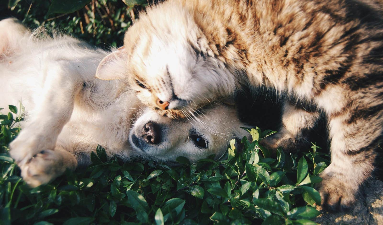 antiparassitari autorizzati per cane e gatto
