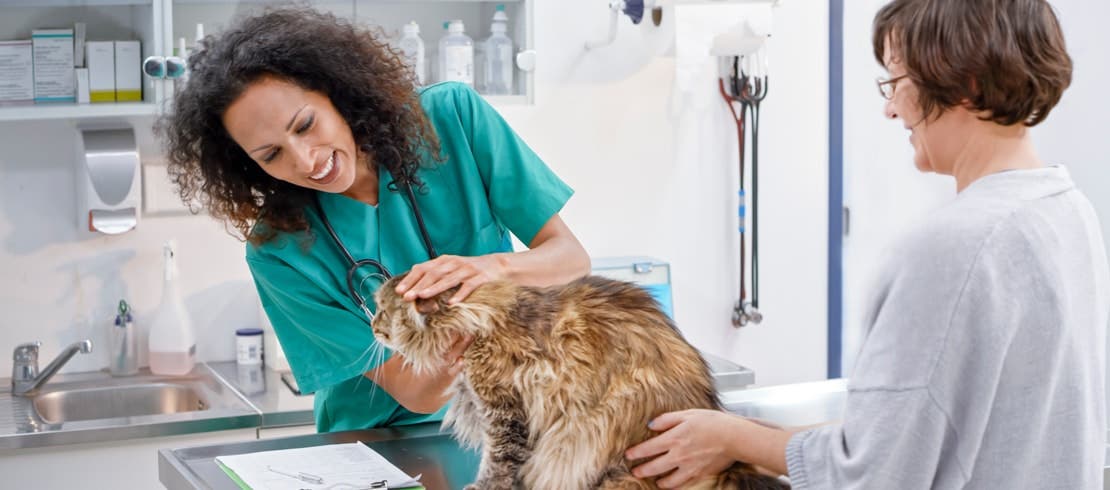 A Maine coon being examined by vet on a table.
