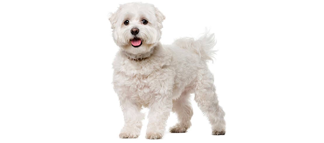 The bichon frise doesn’t shed and stays at a manageable 12 to 18 pounds.