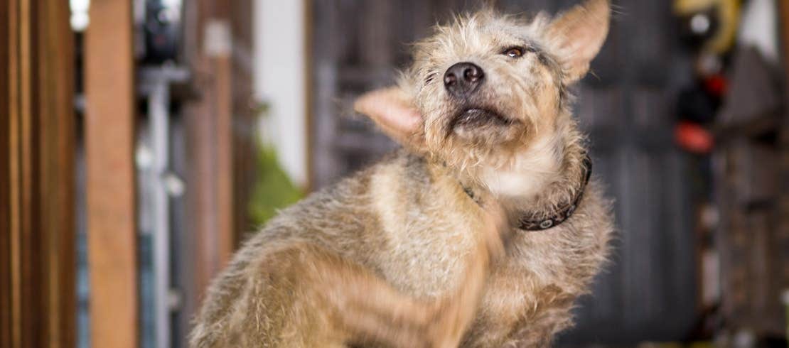 A Terrier dog scratching its neck from fleas.