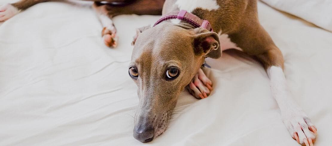 Greyhound resting on a bed