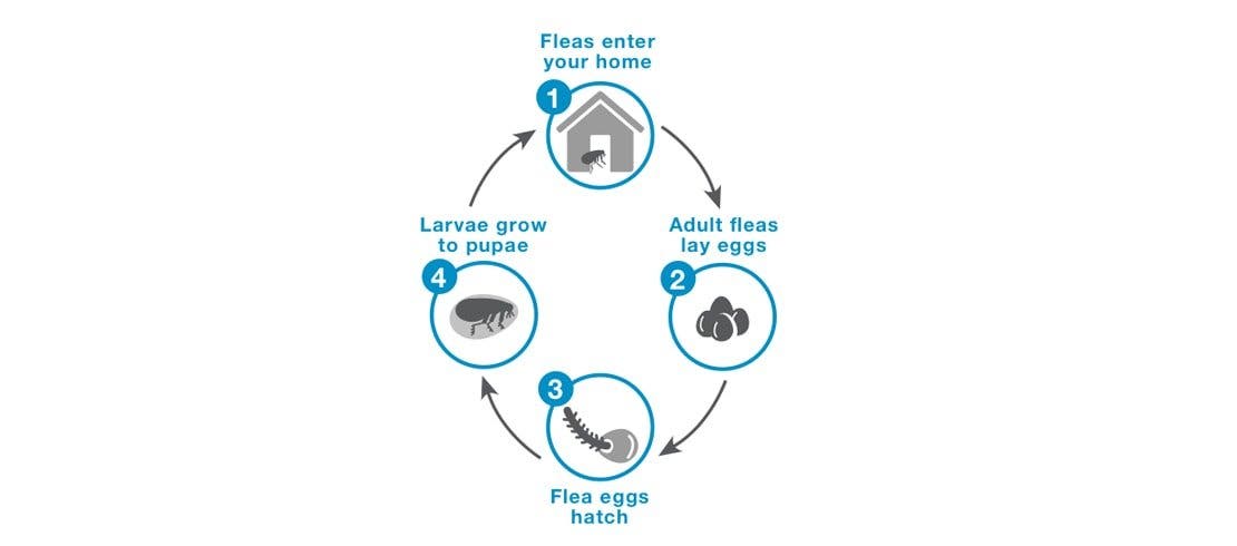 Understanding the 4 stages of the flea life cycle: laying eggs, larva, hatching to pupa and adult fleas. 