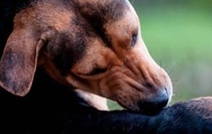 Dog chewing back