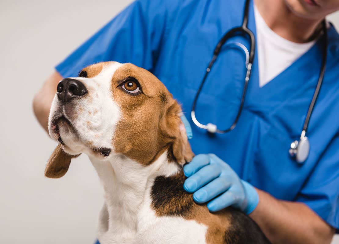 Un vétérinaire examine un beagle