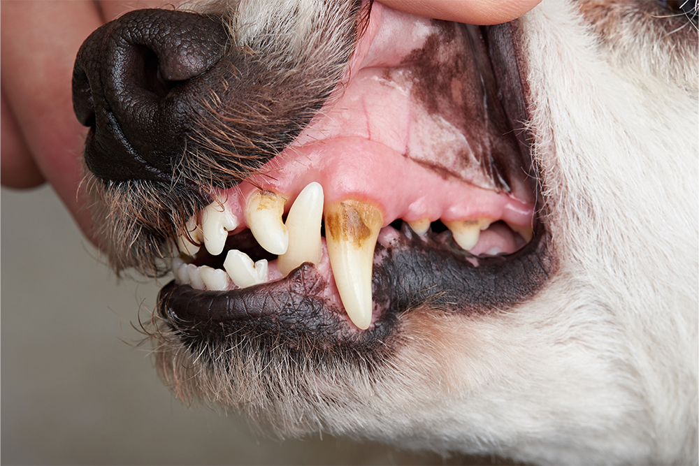 Tartre dans les dents de chien 
