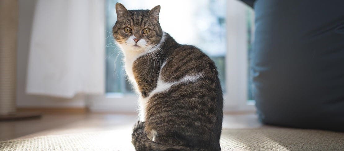 Image of a tabby and white cat sitting on the carpet 