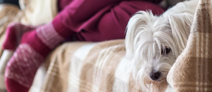 En hund slapper af på sofaen om vinteren og risikerer at få lopper