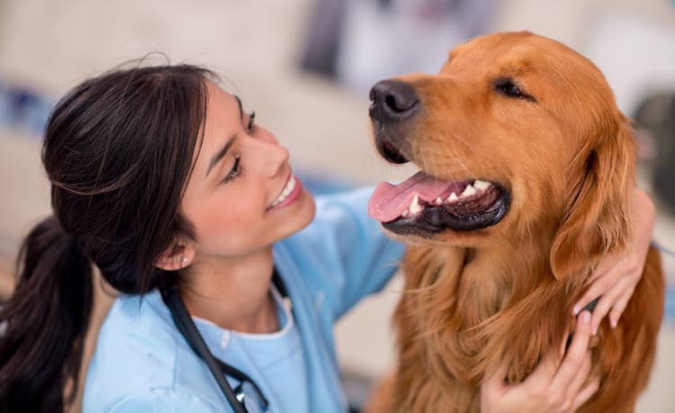 Proteja seu cão contra carrapatos, pulgas e vermes
