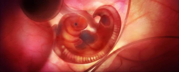 Echofoto van een hondenfoetus in de baarmoeder na 2 weken
