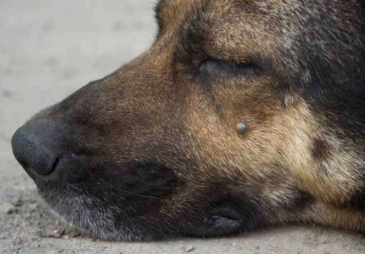 Skin tag on dog's face