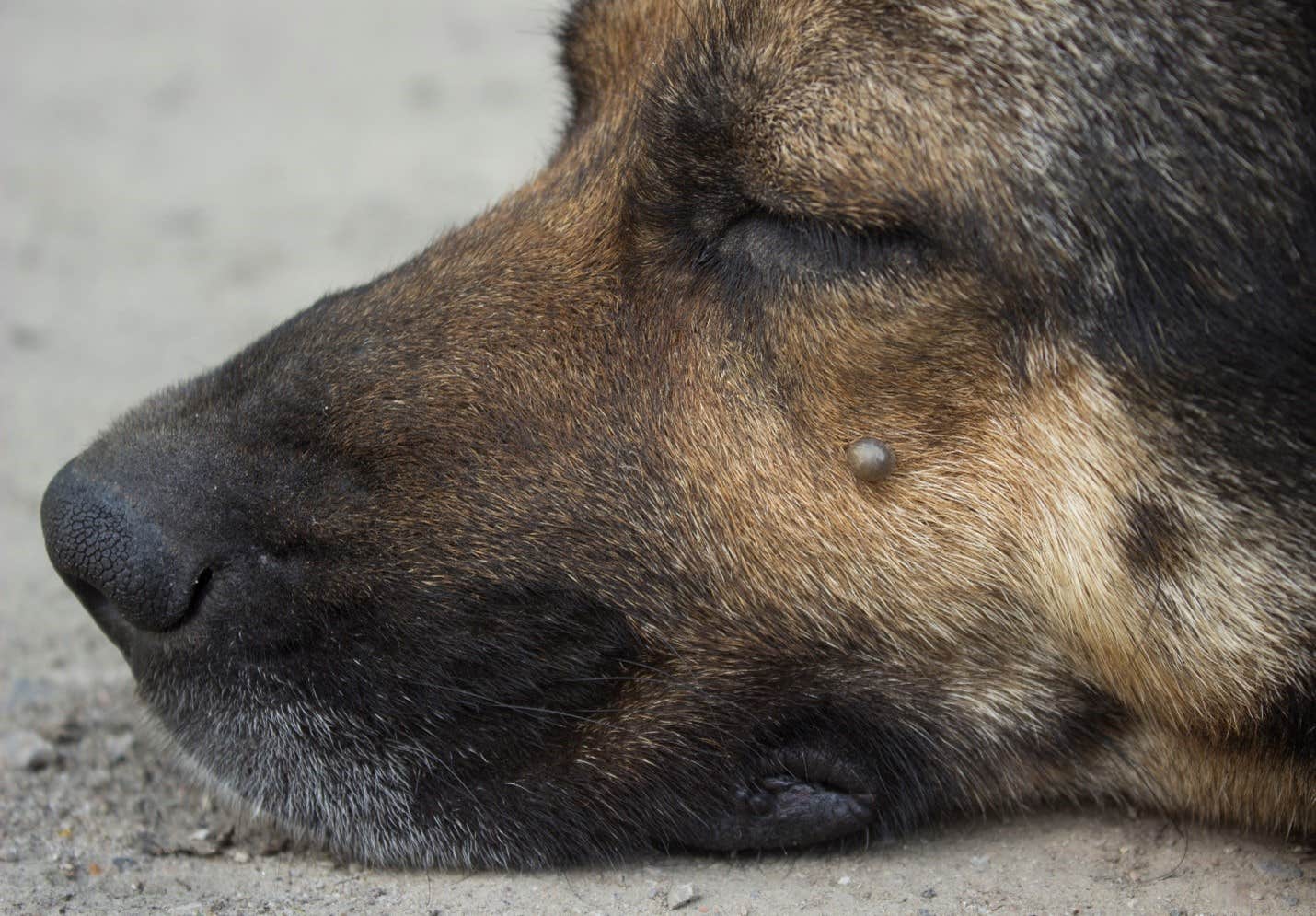 Skin tag on dog's face