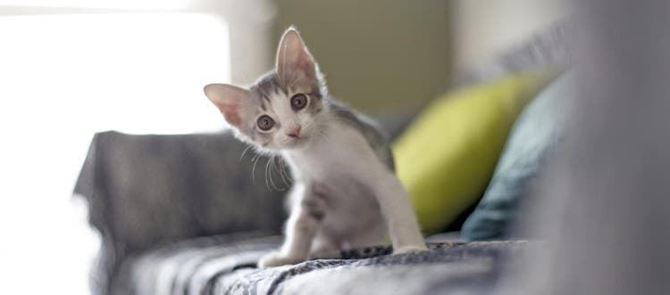 kitten