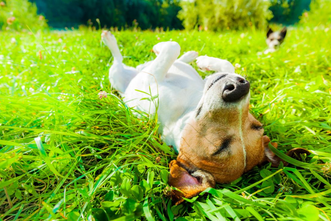 Cão a coçar-se devido a pulgas e carraças  
