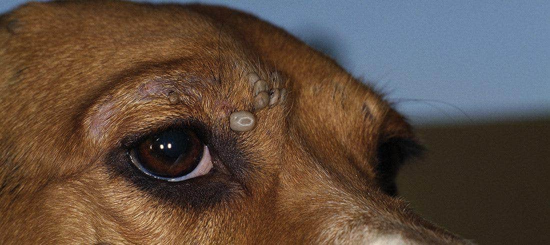 dog_disease