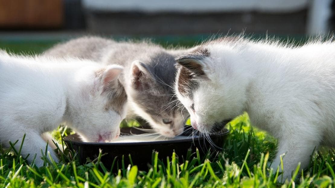 żywienie małych kociaków