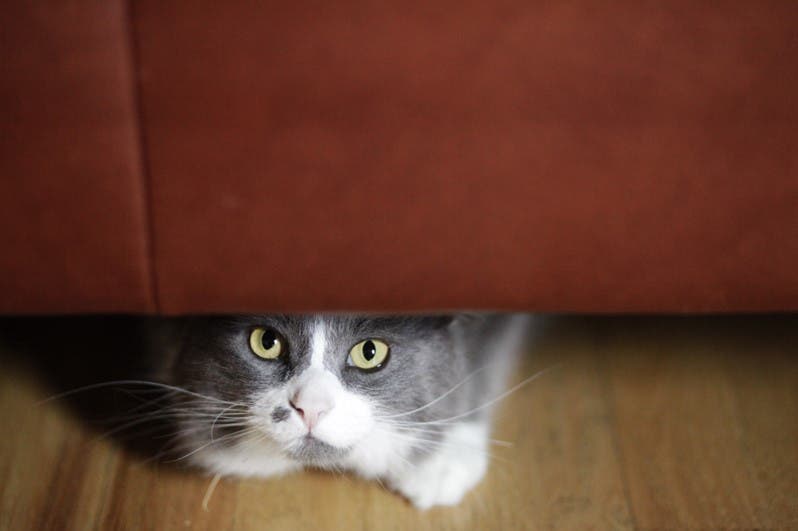 A cat under couch 
