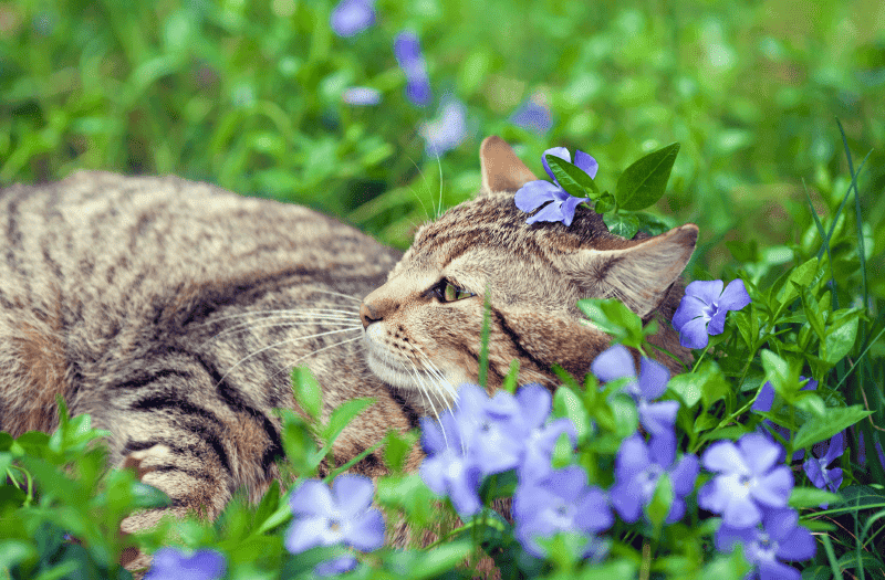 Gato reposado en flores