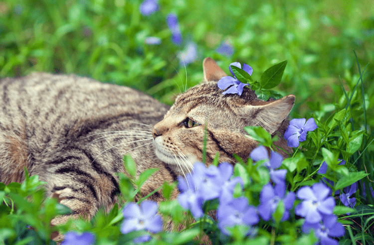 Gato reposado en flores