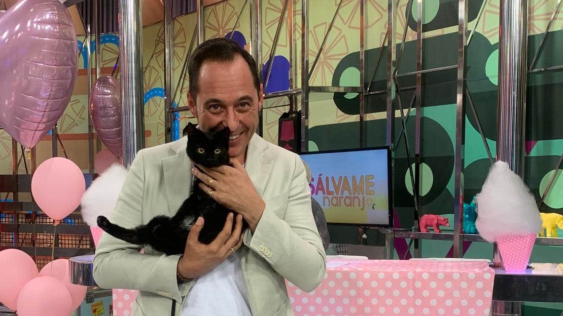 BIENESTAR ANIMAL DE LOS GATOS EN LIBERTAD