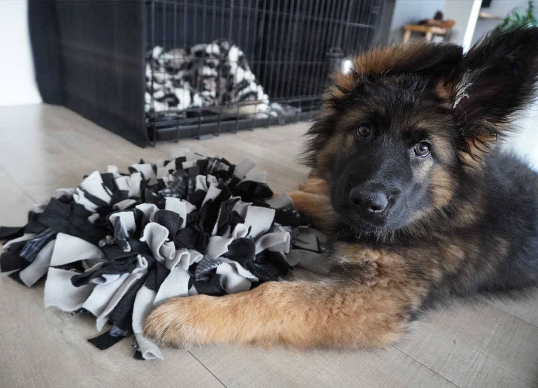 Pup Otto spelen in huis